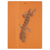 Porte-bloc Baby Tokay Gecko (Dos)