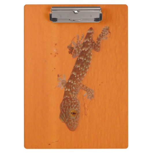 Porte-bloc Baby Tokay Gecko (Devant)