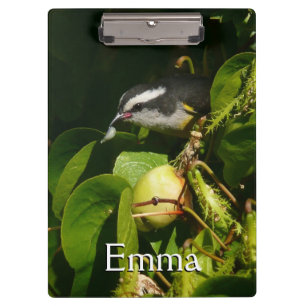 Porte-bloc Bananaquit Bird Mange Photographie tropicale