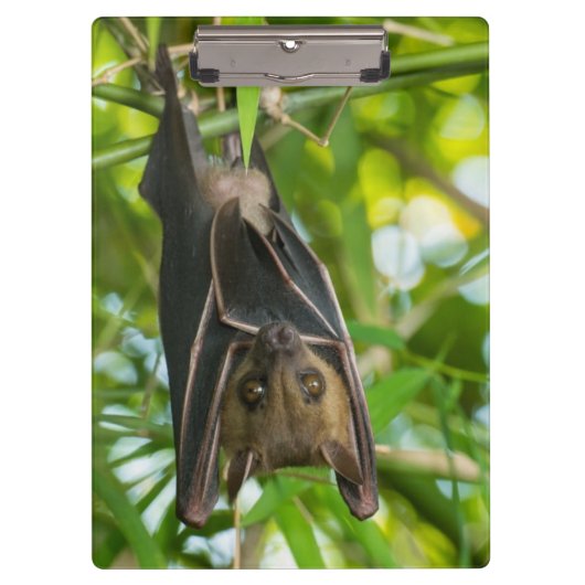 Porte-bloc Batte (Devant)