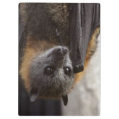 Porte-bloc Batte australienne (Dos)