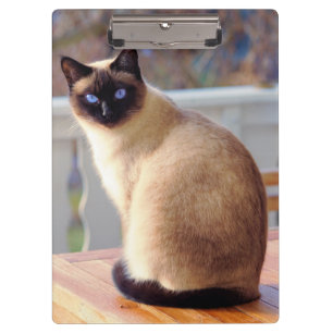 Porte-bloc Beau chat siamois aux yeux bleus