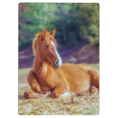 Porte-bloc Beau Colt à cheval (Dos)