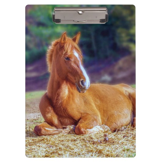 Porte-bloc Beau Colt à cheval (Devant)