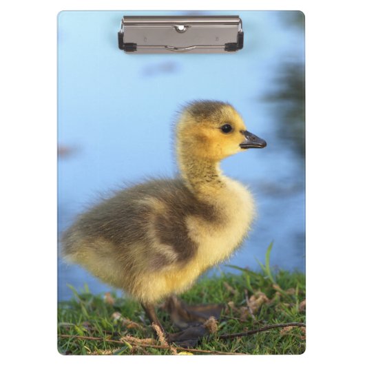 Porte-bloc bébé oison de bureau (Devant)