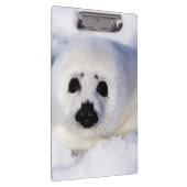 Porte-bloc Bébé phoque de la banquise golfe du Saint-Laurent, (Swatch)