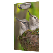 Porte-bloc Bébés colibris (Gauche)