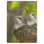 Porte-bloc Bébés colibris (Dos)
