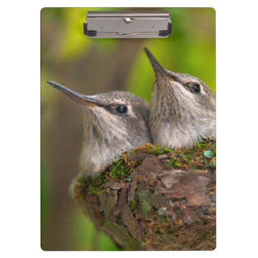 Porte-bloc Bébés colibris (Devant)