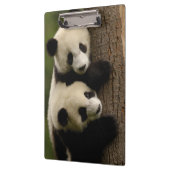 Porte-bloc Bébés de panda géant (Ailuropoda melanoleuca) 2 (Gauche)