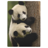 Porte-bloc Bébés de panda géant (Ailuropoda melanoleuca) 2 (Dos)