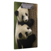 Porte-bloc Bébés de panda géant (Ailuropoda melanoleuca) 2 (Swatch)