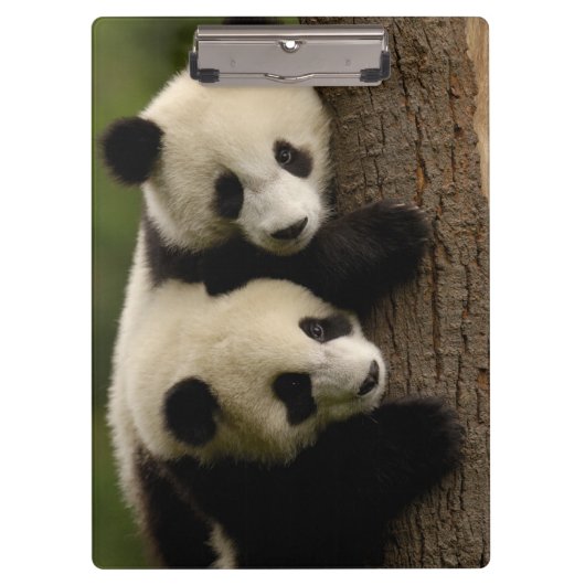 Porte-bloc Bébés de panda géant (Ailuropoda melanoleuca) 2 (Devant)