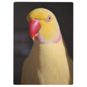 Porte-bloc Bec de perruche de Ringneck d'Indien de Lutino (Dos)