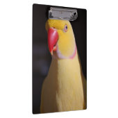 Porte-bloc Bec de perruche de Ringneck d'Indien de Lutino (Swatch)