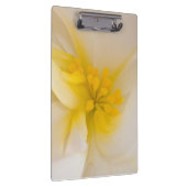 Porte-bloc Bégonie blanche (Swatch)