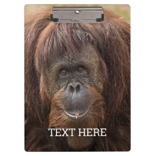 Porte-bloc Belle photographie de Borneo Orangutan