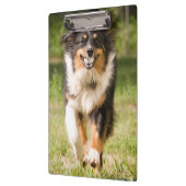 Porte-bloc Berger Australien Jouant Avec Ball (Gauche)