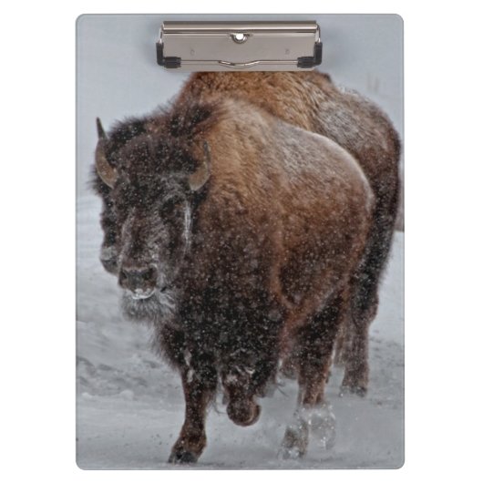 Porte-bloc Bison de Yellowstone (Devant)