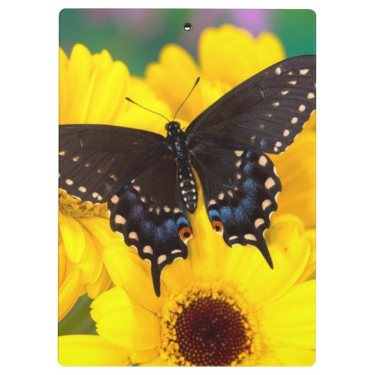 Porte-bloc Black Swallowtail (Dos)