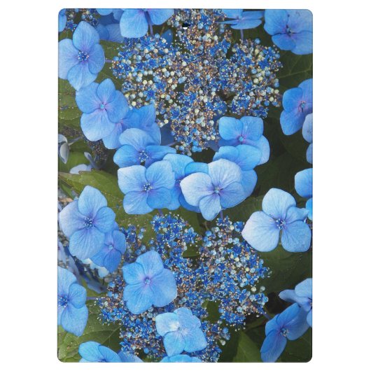 Porte-bloc Blue Lacecap Hydrangea Floral (Dos)
