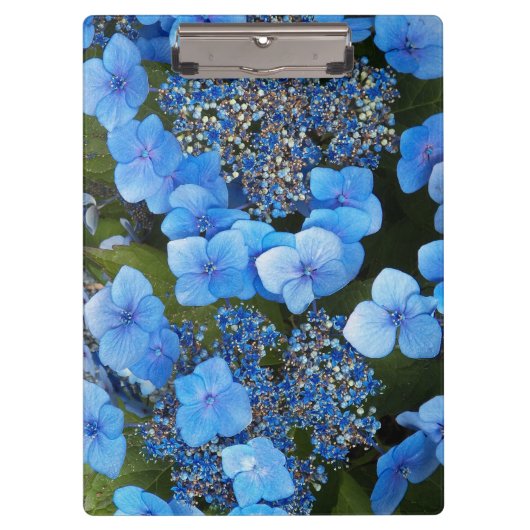 Porte-bloc Blue Lacecap Hydrangea Floral (Devant)
