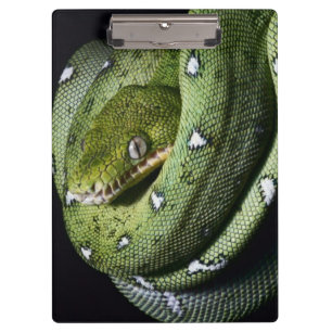 Porte-bloc Boa vert de serpent vert d'arbre en Bolivie