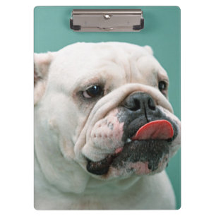 Porte-bloc Bouledogue