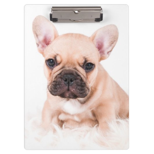 Porte-bloc Bouledogue français (Devant)