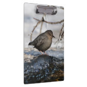 Porte-bloc Brave American Dipper (Swatch)