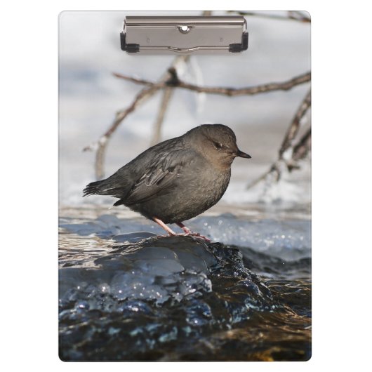 Porte-bloc Brave American Dipper (Devant)