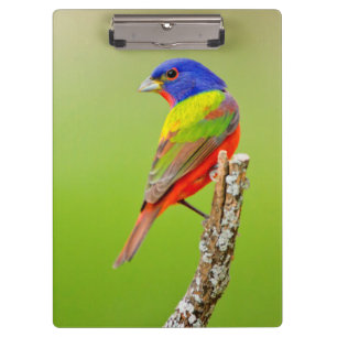 Porte-bloc Bruant à tête rouge (Passerina ciris) Mâle perché