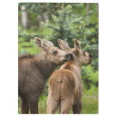 Porte-bloc Calves d'orignal (Dos)