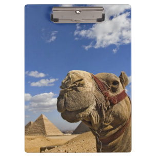 Porte-bloc Camel devant les pyramides de Gizeh, Egypte,