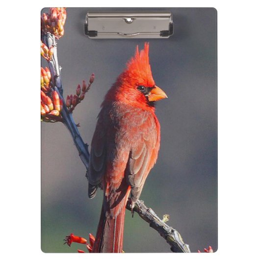Porte-bloc Cardinal (Devant)