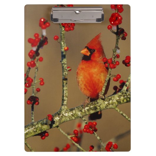 Porte-bloc Cardinal rouge mâle perché, IL (Devant)