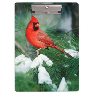 Porte-bloc Cardinal rouge mâle sur un arbre, IL
