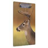Porte-bloc Cerf à queue blanche, Odocoileus virginianus, (Swatch)