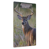 Porte-bloc cerf de Virginie Odocoileus virginianus (Swatch)