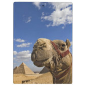 Porte-bloc Chameau devant les pyramides de Gizeh, Égypte, (Dos)
