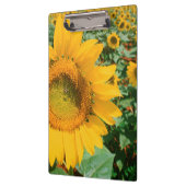 Porte-bloc Champ de Tournesols. District de Heidleberg (Gauche)