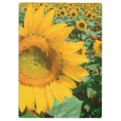 Porte-bloc Champ de Tournesols. District de Heidleberg (Dos)