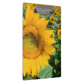 Porte-bloc Champ de Tournesols. District de Heidleberg (Swatch)