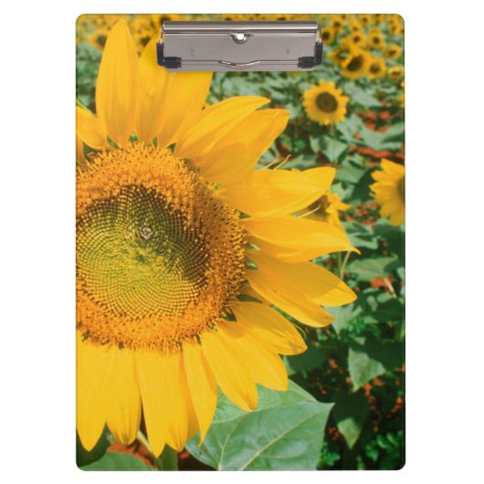 Porte-bloc Champ de Tournesols. District de Heidleberg (Devant)