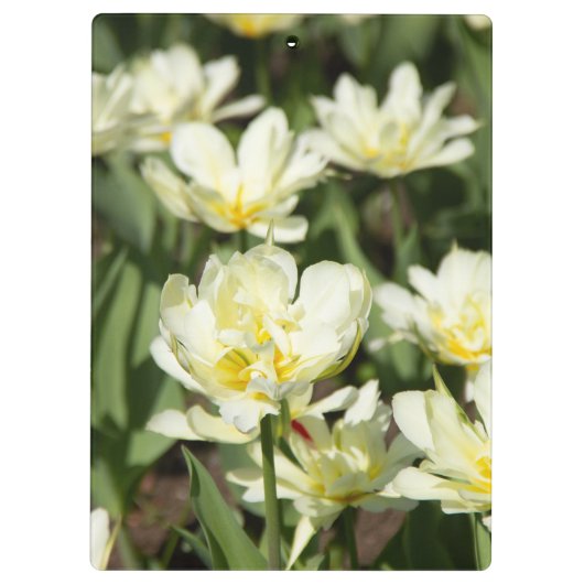 Porte-bloc Champ de tulipes blanches (Dos)