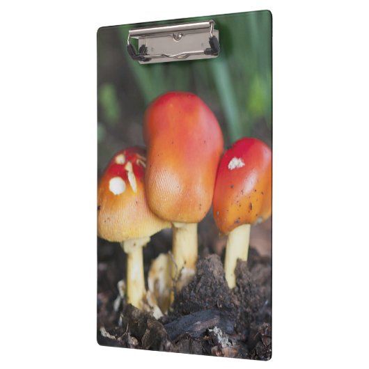 Porte-bloc Champignon de famille Amanita (Gauche)