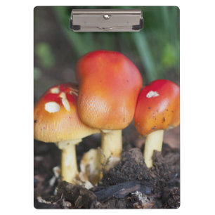 Porte-bloc champignon de la famille des Amanita