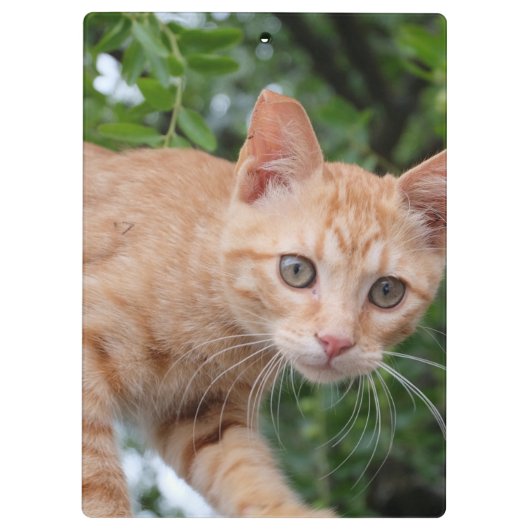 Porte-bloc Chat (Dos)