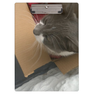 Porte-bloc Chat dans la boîte