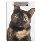 Porte-bloc Chat d'écaille (Devant)